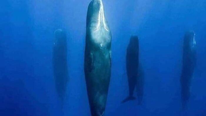 22张罕见图片：1.41亿美元的天价雕塑，竖着睡觉的抹香鲸太诡异！