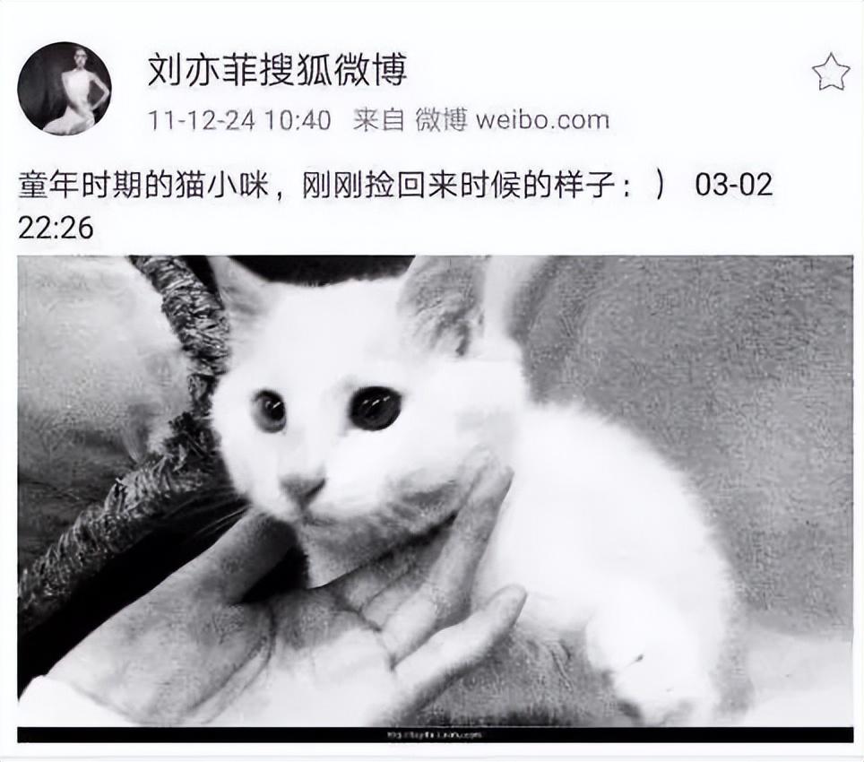 刘亦菲|神仙姐姐刘亦菲捡了11年流浪猫,如今她的千万豪宅里养了50只猫