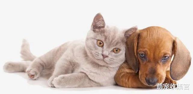 猫狗大战，猫咪和狗子是天敌吗？是什么原因导致这样