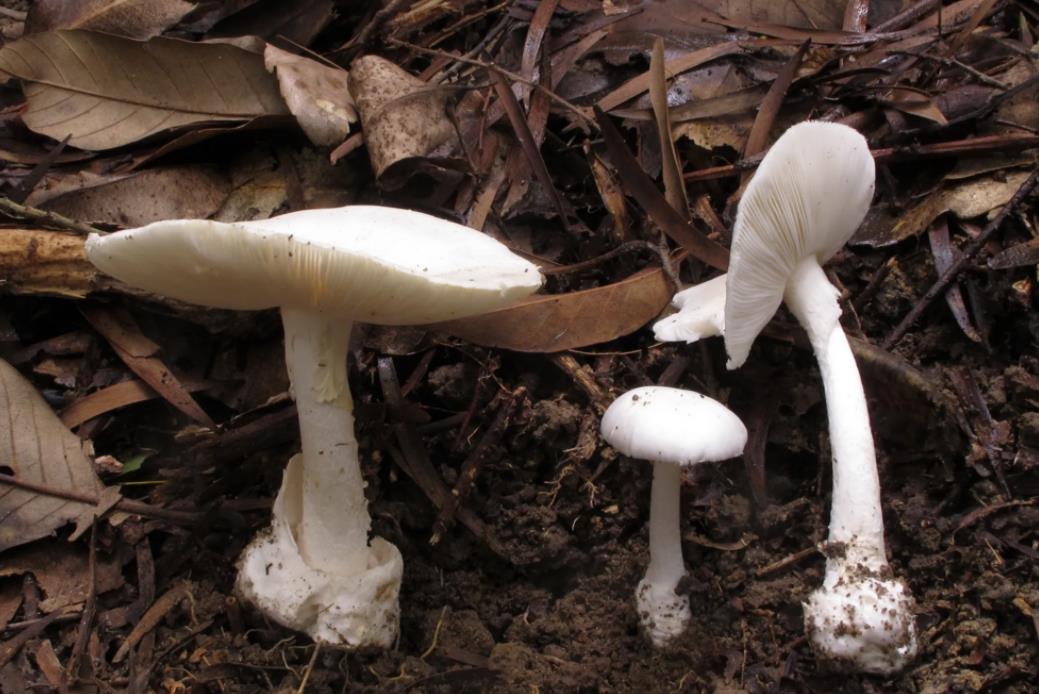 浙江一家四口吃蘑菇中毒,就医晚点就丧命,这些毒蘑菇大家要认识