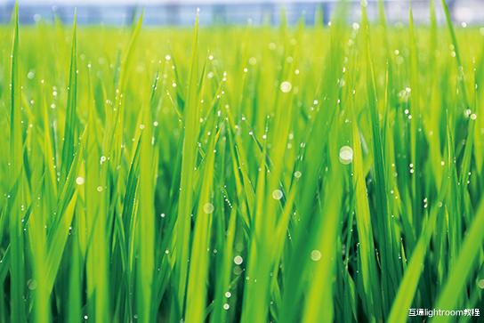 雨后怎么拍出梦幻的光影效果，看看这3个思路和技巧