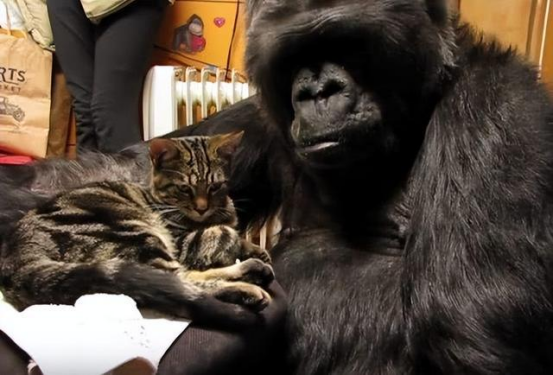 世界最聪明的大猩猩,死前留下遗言,令人震惊