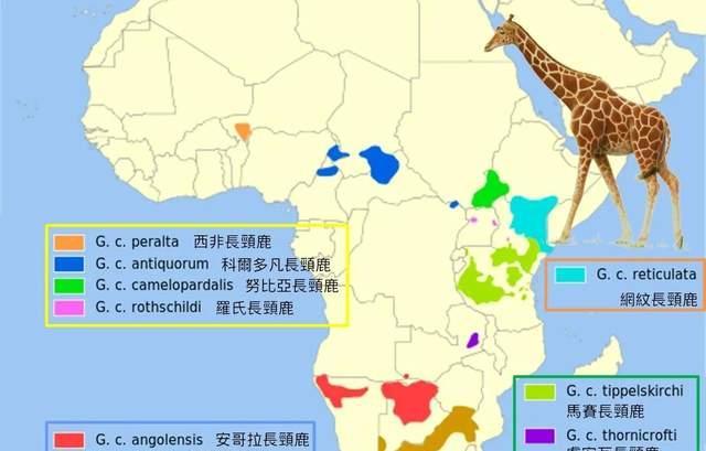 90%的长颈鹿是“同性恋”?错,为了留下后代,长颈鹿做足了功课