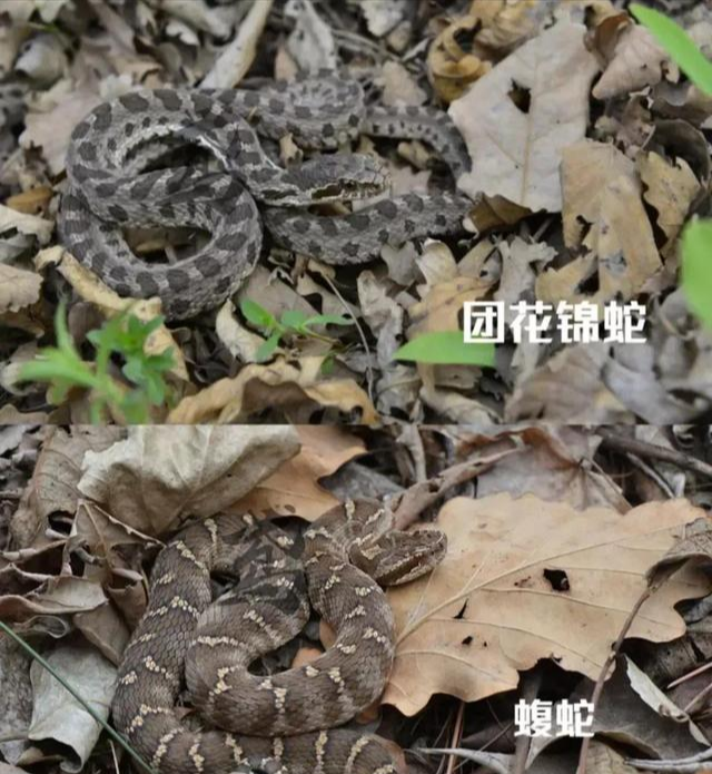 只是样子长得像罢了,它真的不是毒蛇!
