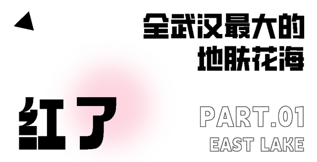 马鞍山森林公园|全武汉最大的地肤花海红了!快来打卡