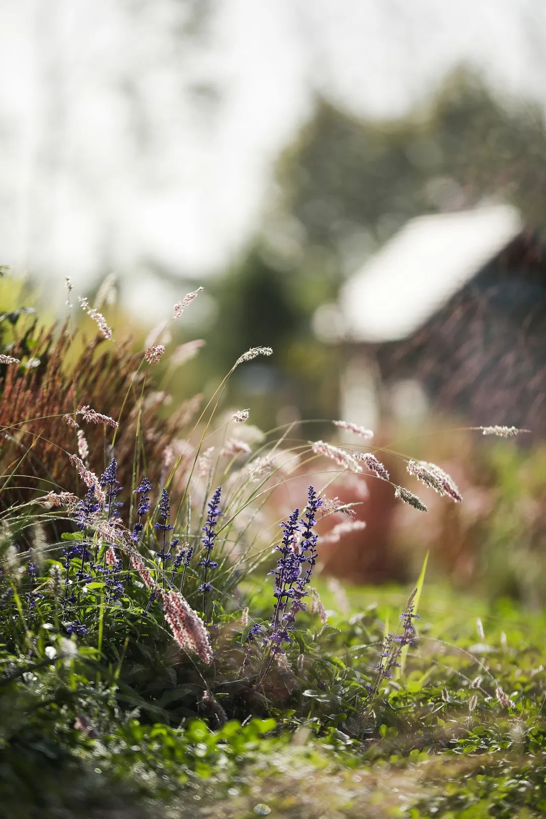 职场故事|告别职场焦虑，她逃到农场拍野花；3年拍了上千张，把爱好修成主业