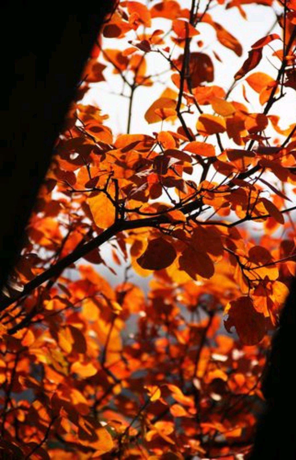 心有阳光|心有阳光，于岁月沧桑中，依旧能看到最美的风景