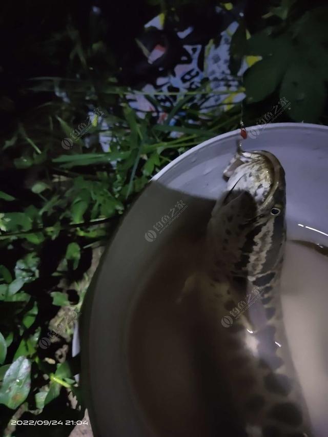 白鲢|【作钓报告】往事不堪回首,鱼获知道多少
