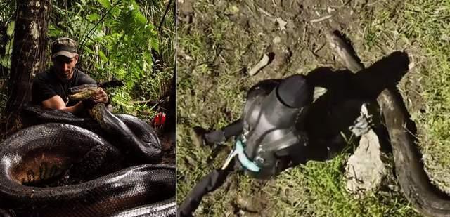 被巨蟒吞进肚子是怎样的体验?科学家穿着“防蛇服”作死体验