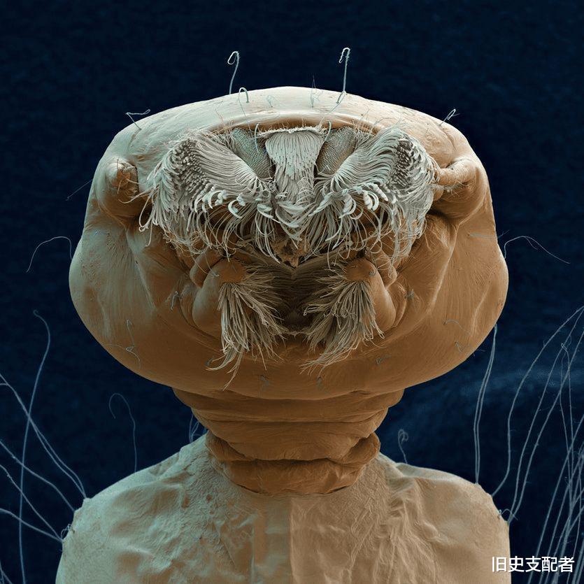 25张通过显微镜拍到的微生物照片,原来“怪物”就在我们的身边