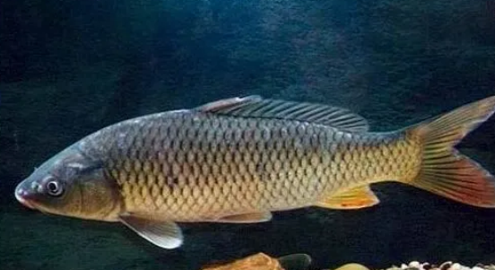 |乌江钓起怪鱼，堪称“最凶”淡水鱼！鳞片竟达几百一斤