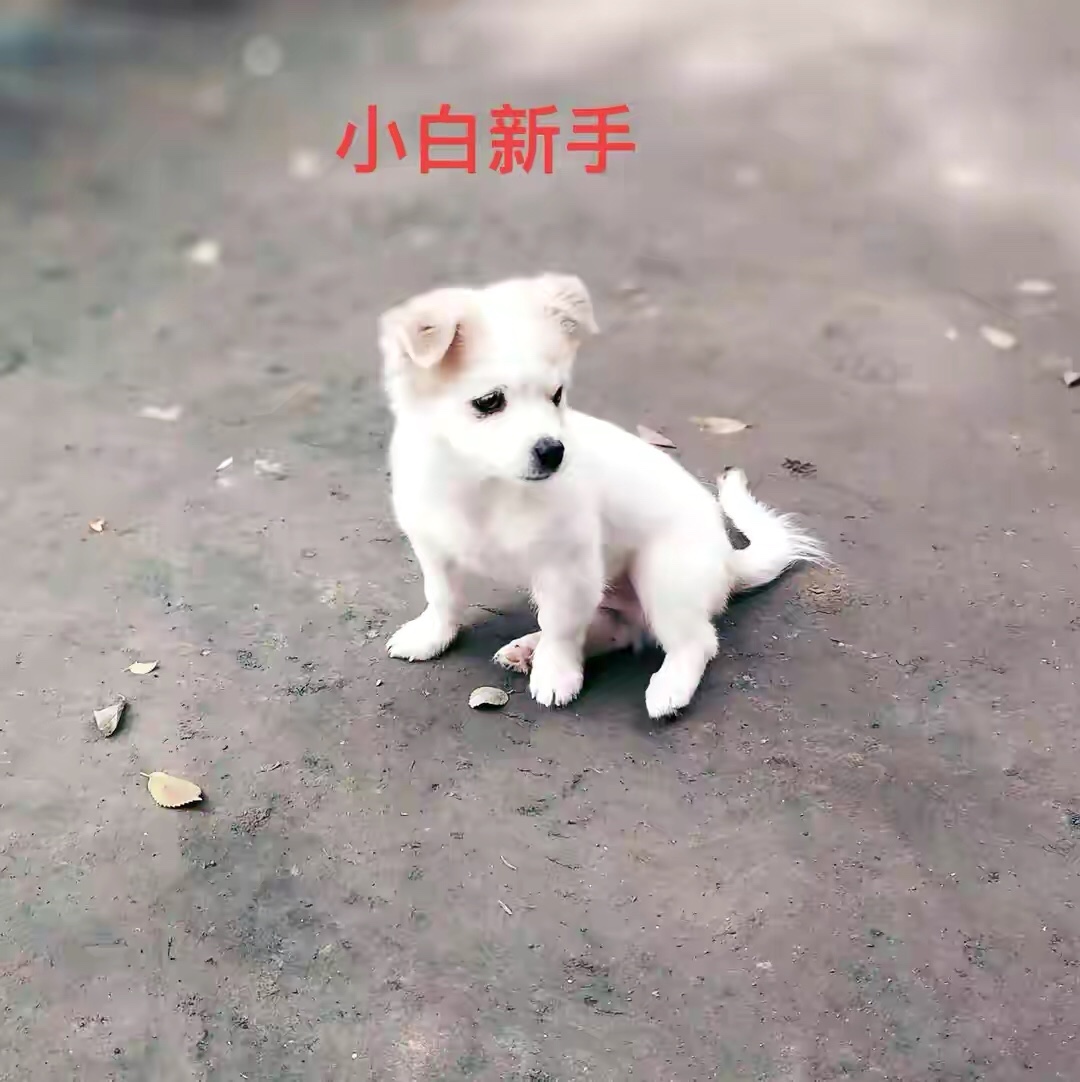 众包|靠谱的新手小白网络兼职