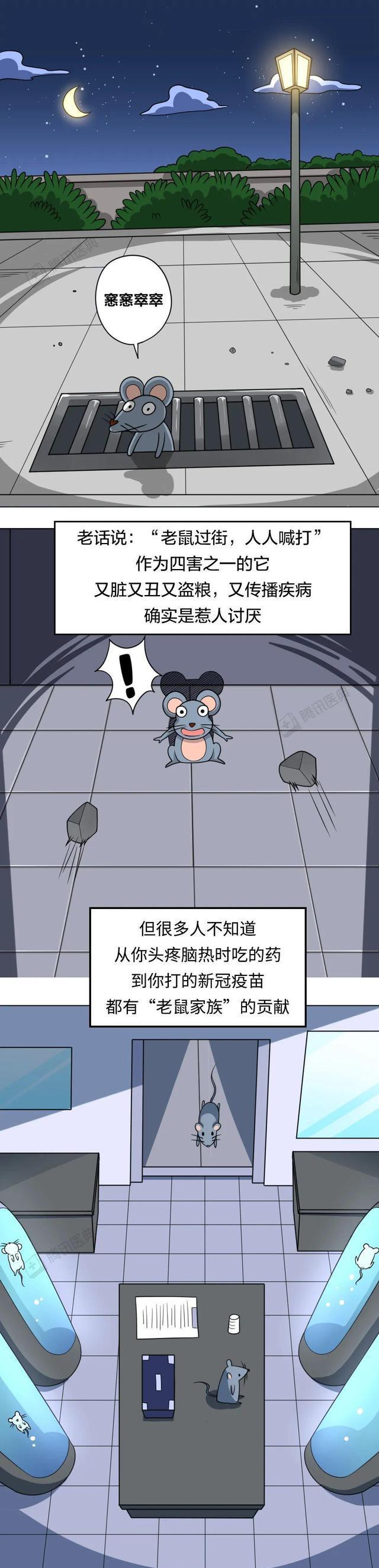 “人人喊打”的老鼠,为人类医疗做出的贡献不可估量!漫画科普