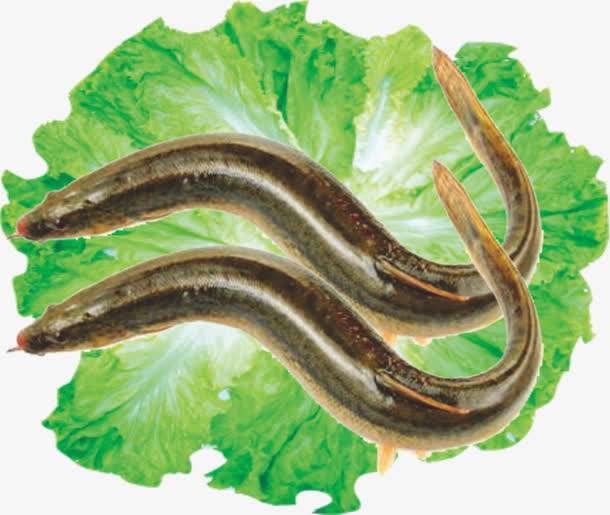 泥鳅|钓友们钓住这三种鱼别放生,留着自己食用,肉多刺少营养还高