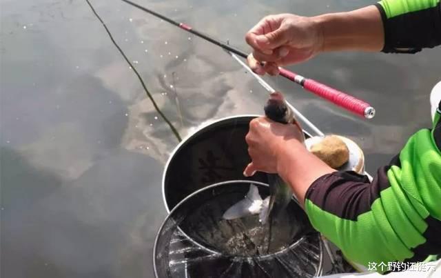 饵料|鱼钩你习惯用有刺还是无刺？高手都用无刺钩？用有刺钩思想守旧？