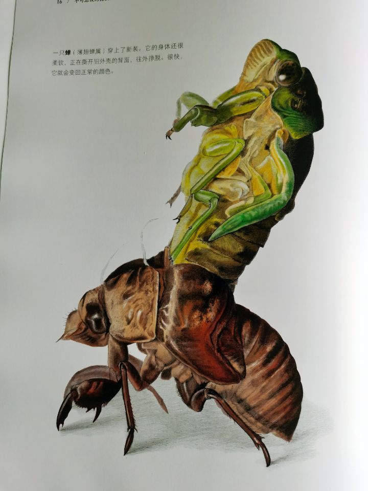 昆虫懂数学?昆虫耍阴招?近百种颠覆想象的昆虫生活都在这本大书