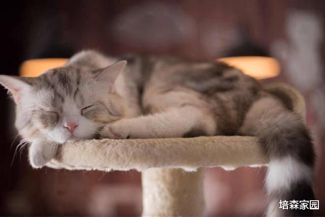 想知道猫咪信不信任你，从睡姿可以看出，你知道吗？