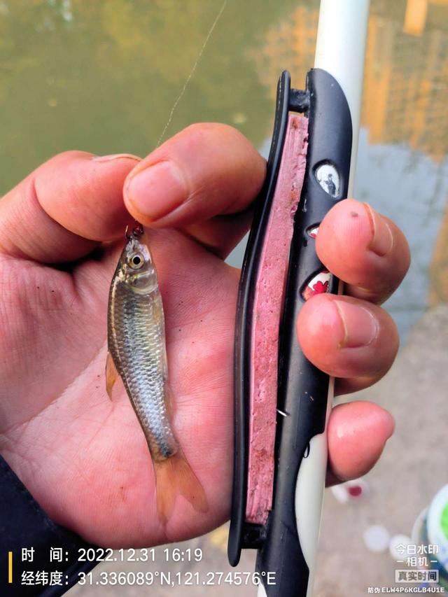 |2022年最后一钓，最大的鱼是斤鲫！