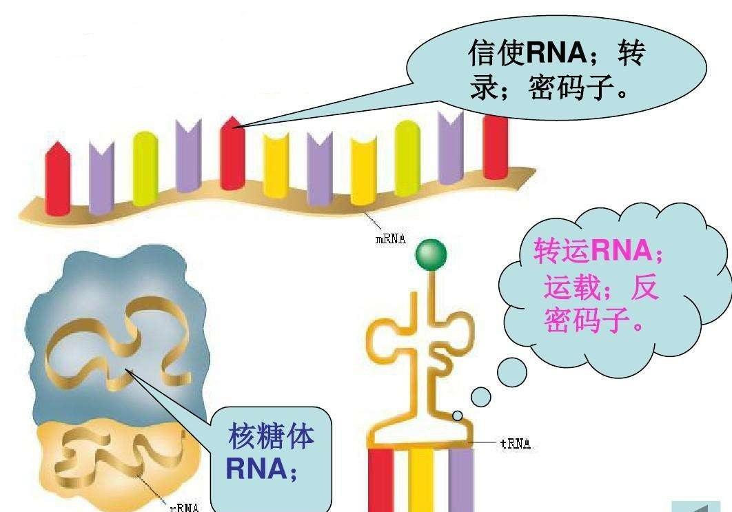 人体内发现“僵尸基因”?人死后数小时非常活跃,试图将主人复活