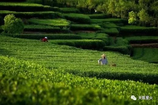 致癌物|喝茶能打通人体经络！可悲的是复旦大学发现了...