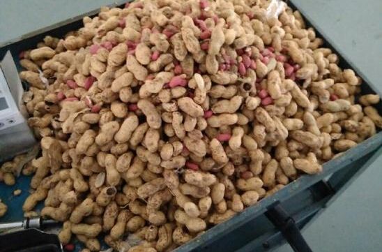 老鼠洞里的粮食被挖了,老鼠会用什么方式自杀?