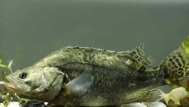 |桂花鱼一般在水底的什么地方栖息？为什么？