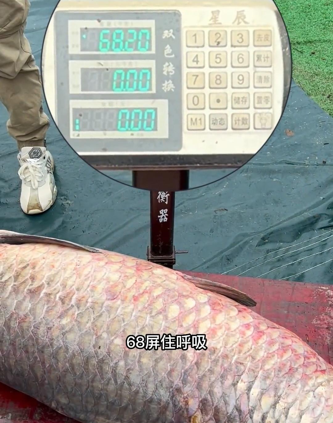 可惜！136斤的大青鱼“渡劫失败”，据说活的价值10万？