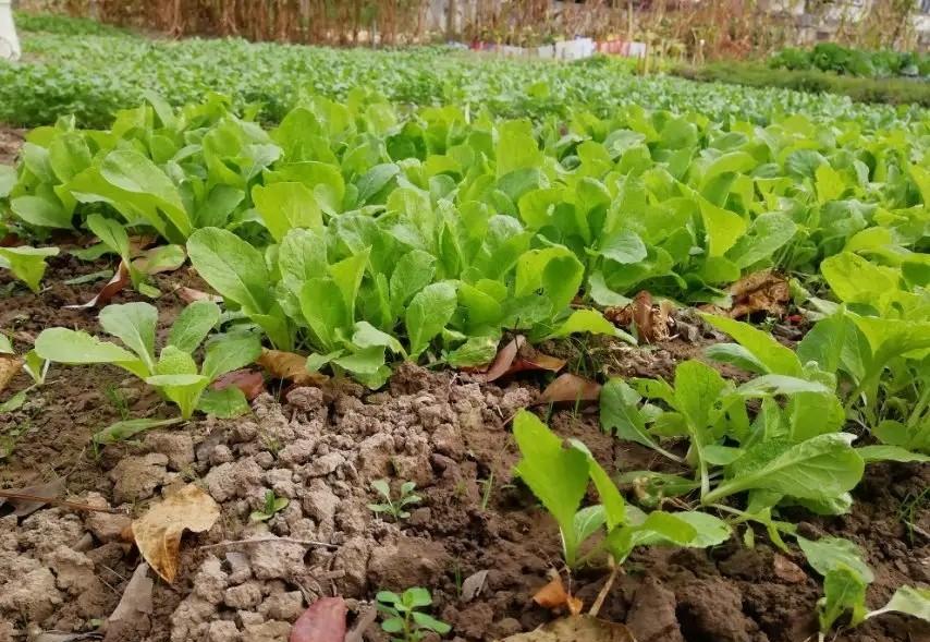 白露之后，这4种菜可以种植，尽早下地，11月收获，菜农不要错过