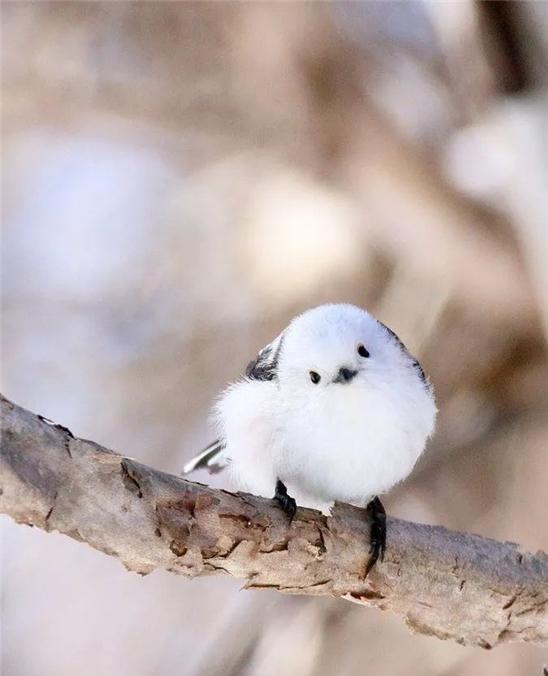 美丽|?因为太萌差点成为“国鸟”的小肥啾：美丽在可爱面前一无是处