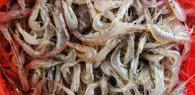 |男子夜钓一条鱼也没钓到,却意外收获了大虾,网友:几十块钱一斤