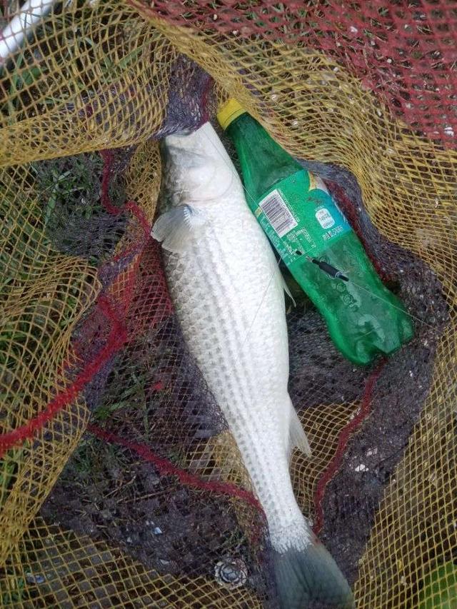 |【作钓报告】2022钓鱼之路已走完,2023开拓新的天地解锁新鱼种