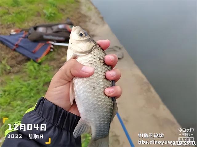 饵料|本味绝杀三,看我狂拉板鲫和大鲤