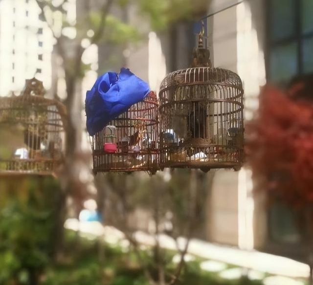 杨幂|杨幂晒豪宅，拿整个院子给老爸种菜养花，堪称娱乐圈一股清流