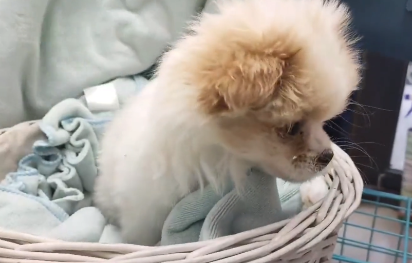 得了犬瘟后，不仅不给它治病，还把它扔在冷库里！获救的小狗眼里满是无助