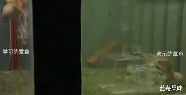 能预测世界杯,还拥有再生能力,章鱼真的不是外星生物吗?