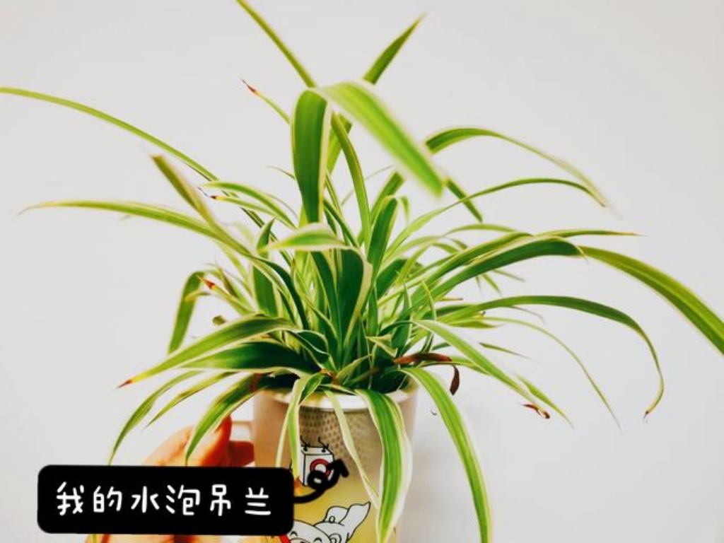 刚装修完房子,最适合放置哪些植物