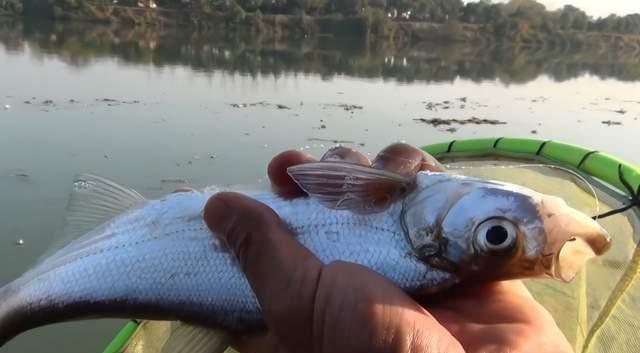 饵料|深冬手竿钓翘嘴攻略,怎么样都要钓几条吃的