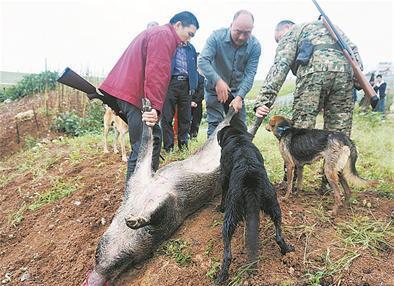 100多万头!我国局部地区野猪泛滥加剧,理塘一村支书遭袭击身亡