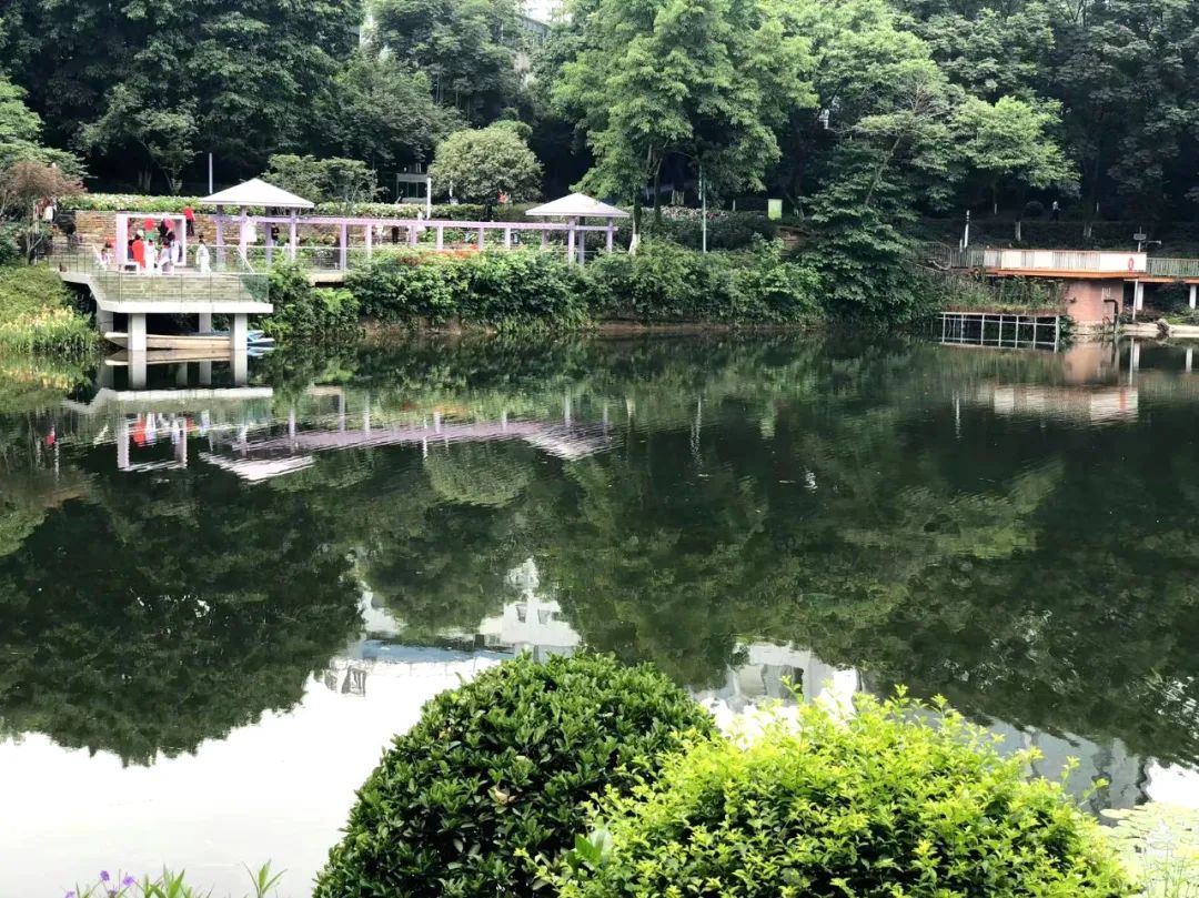 绣球花|重庆轨道交通直达的桃花源，绣球花、粉黛桥、大草坪都很出片