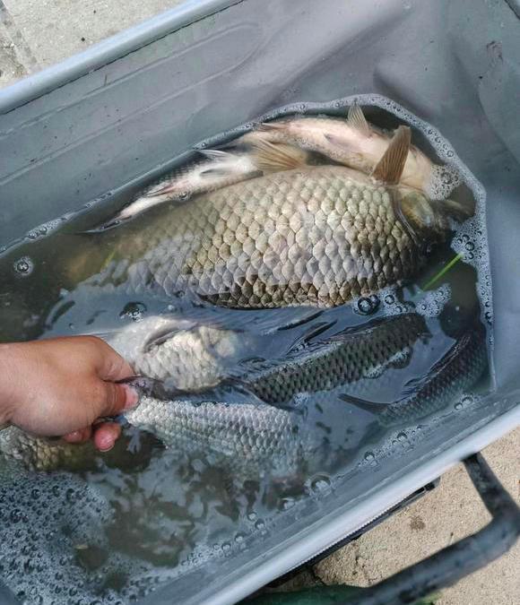 大爷|套路？江西大爷街头出售“垂钓渔获”，15块一斤随便挑