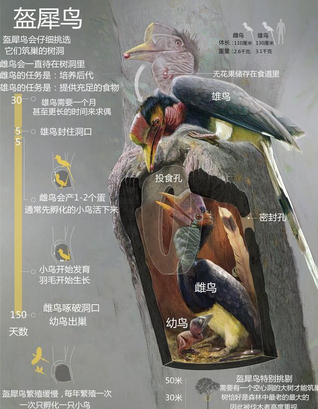 盔犀鸟：因头骨价值昂贵被人类盯上，活着被取骨后只能等死