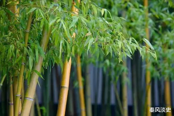 俗语“坟边长竹需迁坟,坟前两物成富人”,暗指什么,两物是啥?