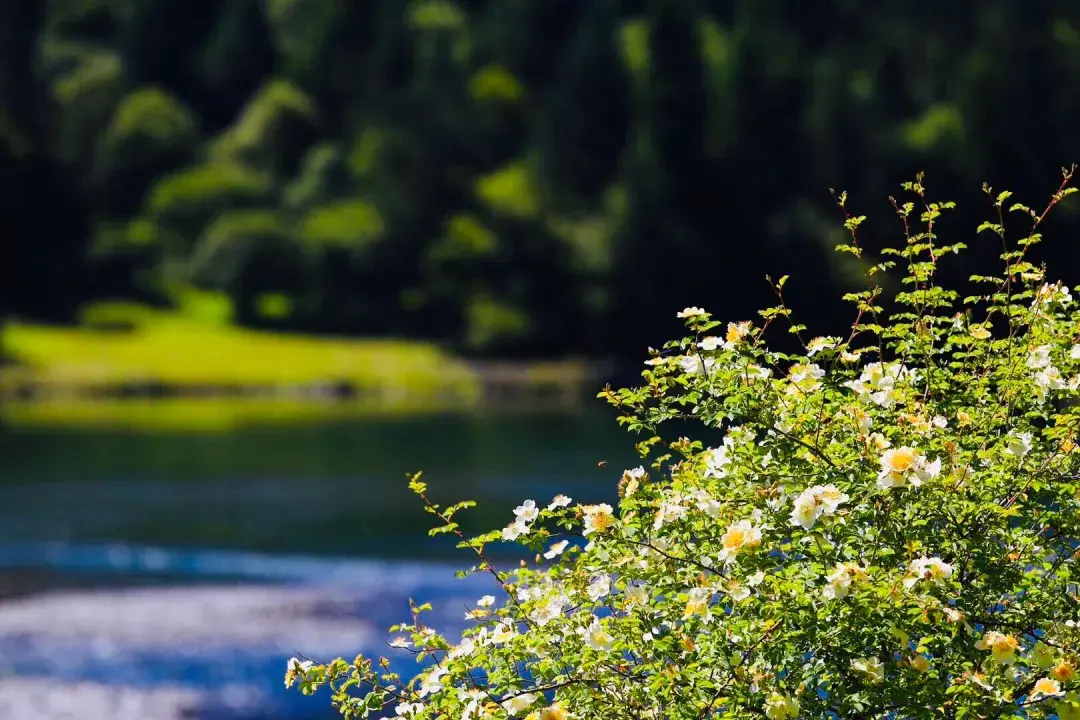 洛阳|再过半月!成都周边这个仙境,拥有最完美秋天