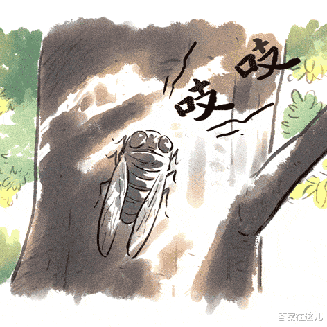 没了肚子,还在不停地繁殖?走近被真菌操控的“僵尸蝉”