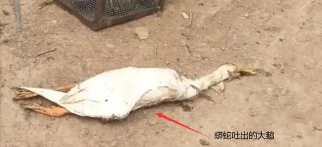老话说的“打蛇先打头”有没有科学依据?为什么?