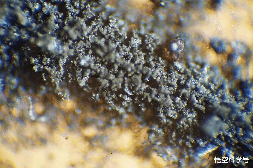 3只蟑螂被喂月球尘埃!美宇航局“月球虫”生物实验,危险在哪?