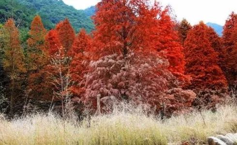 浙江省|浙江不只有江南烟雨，这10个地方藏着浙江的绝美秋景