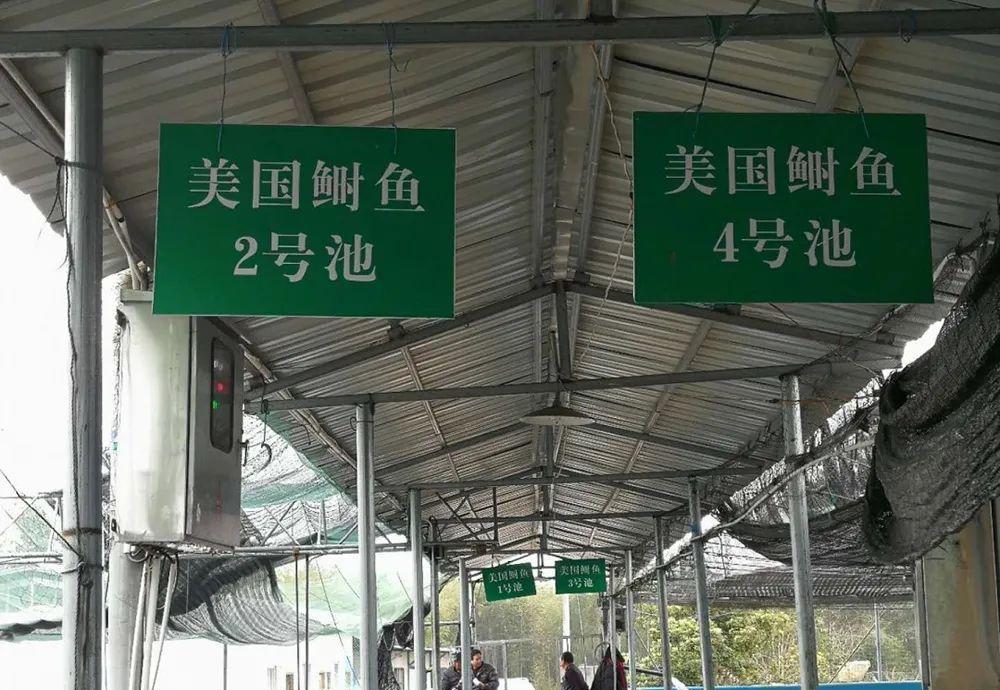 曾是古代贡品,出水即亡,鱼鳞都是精华,却因太好吃遭灭顶之灾
