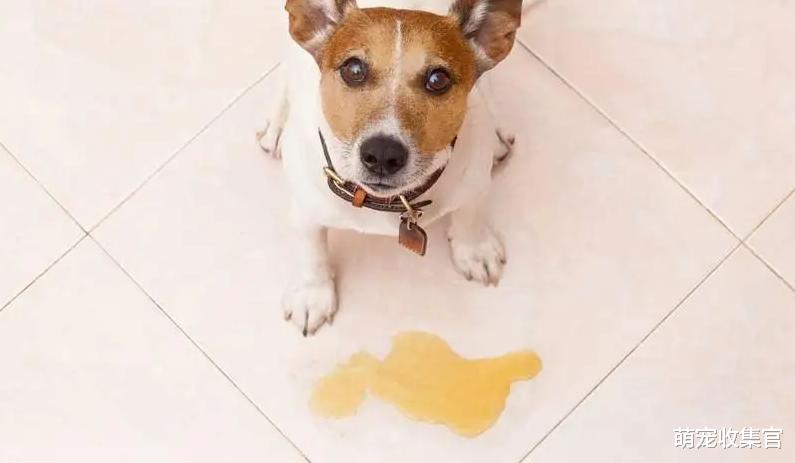 家里的狗狗这几天尿尿特别黄，这是怎么回事，也许是因为这些原因