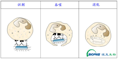 派克生物/多样化96孔板细胞吞噬分析试剂盒解析